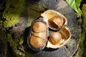 Image result for Carapa grandiflora