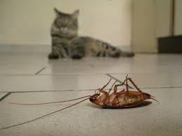 Oftentimes pieces of the exoskeleton are not fully. Will Cats Eat Cockroaches Clever Pet Owners