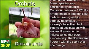 Dracula simia Orchids) Orchids Gallery ...