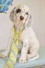 We did not find results for: Am I A Big Boy English Setter Puppy In A Tie Pet Portrait Photography Www Pouka Com English Setter English Setter Puppies Pet Portraits