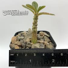 Image result for Dorstenia nyungwensis