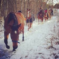 the progressive horse (@progressivehorse) • Instagram photos and videos