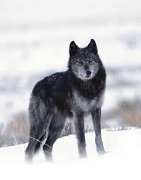 Help Gray Wolves Recover Protection Status In The Northern Rockies Because Hunting Is Getting Out Of Control In States Such As Idaho Http For Wolf Blau Grun