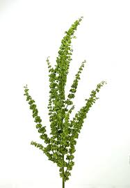 Image result for Rumex
