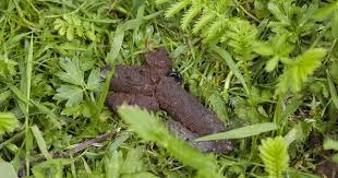 Wie Erkennt Man Tierkot Im Garten In 2020 Tierkot Igel Im Garten Hausratten