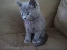 Russian Blue Kittens for Sale in Virginia