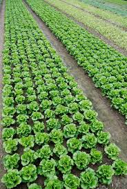 Vegetable Field Commercial Farming Vertical Vegetable Gardens Vegetable Garden For Beginners