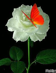 Imagenes De Flores Con Mariposas Con Movimiento