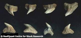 A Guide To Fossil Shark Teeth