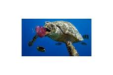 Jelly Belly Turtles