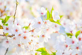 We did not find results for: 5392535 4421x2947 Cherry Tree Blossom Life Bud Summer Creative Commons Images Cherry Blossom Cherry Blossom Tree Toronto Flourishing Flower Flora Cherry Nature White Blooming Cherry Flowers Petal Pink Spring