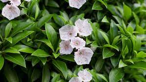 It normally laurel blossoms either in late spring or early 13 how do you prune overgrown mountain laurel? Mountain Lauren Plant Care And Growing Guide