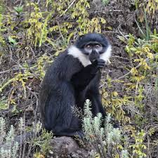 Image result for Sericostachys scandens