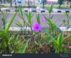 Image result for Ruellia patula