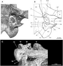 Gayle gaddis diagnostic radiology residency and medical student coordinator. Caudal Cranium Of Thylacosmilus Atrox Mammalia Metatheria Sparassodonta A South American Predaceous Sabertooth