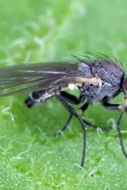 Image result for phytomyza gymnostoma