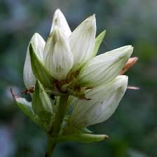 Image result for Gentiana asclepiadea alba