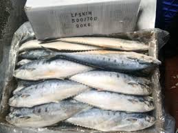Frozen Leather Jacket Fish Buy Frozen Leather Jacket Fish In Navi Mumbai
