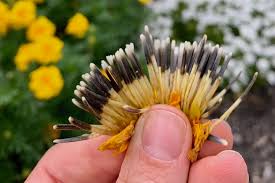 And marigolds reward budding gardeners' efforts with vibrant, showy flowers to be whether you grow them indoors from seeds or plant seedlings outdoors, marigolds are easy to grow and require little to no care. Growing Marigolds The Shady Gal