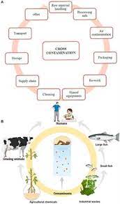 Physical, biological and chemical contamination. Frontiers The Sources Of Chemical Contaminants In Food And Their Health Implications Pharmacology