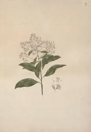 Image result for Vernonia amygdalina