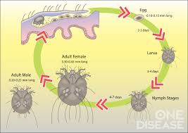 Image result for Sarcoptes scabiei life cycle