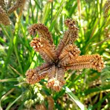 About the sabo also wasn't using hardening. Millet Dragon S Claw Organic Adaptive Seeds
