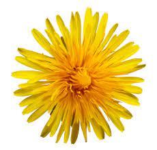 Photo From Album In Village On Dandelion Dandelion Flower Flowers Nature