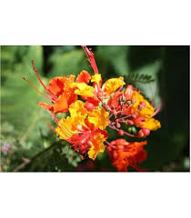 Image result for Caesalpinia rubra
