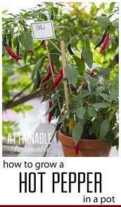 Hot Peppers From The Capsicum Family Are The International Herb Of The Year For 2016 And Come In A Stuffed Hot Peppers Growing Hot Pepper Growing Vegetables