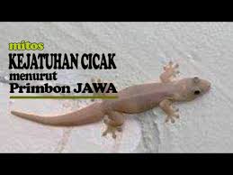 7 Pertanda Mitos Kejatuhan Cicak Menurut Primbon Youtube