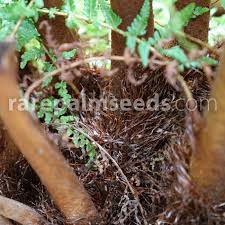 Image result for Cyathea dregei