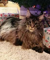 Maine coons, like american shorthairs, are considered native to america because they've been on this continent since the colonial days, and perhaps longer. Pin On Maine Coon Cats