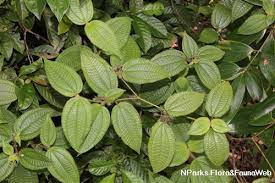 Image result for Blotiella crenata