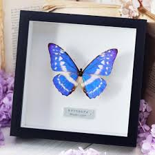 ブルー モルフォ 蝶