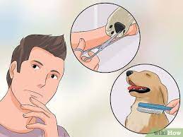 Jun 11, 2021 · go to a dog grooming school. How To Become A Dog Groomer 12 Steps With Pictures Wikihow