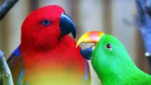 Eclectus Parrots Http Www Adelaidenow Com Au News South Australia Young Male Eclectus Parrot Goes Missing During Free Flight Tr Parrot Zoo South Australia