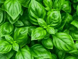 Herbs that like milder weather should be at their most productive now. Best Herbs That Grow In Full Sun