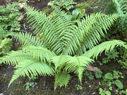 Image result for Dryopteris antarctica