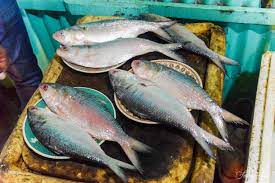 Both have a coarse flake when cooked and their bones. Ilish Wikipedia