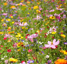 Zone 5 flowers from seed. Choosing Zone 5 Wildflowers Learn About Growing Cold Hardy Wildflowers
