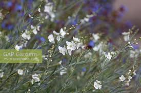 Image result for Gomphostigma