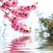 Only the best hd background pictures. Gsquare Wallpaper Beautiful Flowers Wallpaper Living Flower Pink Beautiful Wallpaper Hd 1280x1280 Wallpaper Teahub Io