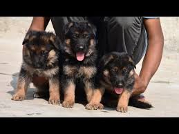 Another indian dog breed which is rarely available in india rarely and also becoming extinct. May 2019 German Shepherd Show Line Puppies Available In Karnataka Delivery All Across India Youtube A German Sheph Shepherd Dog German Shepherd Dogs Dogs