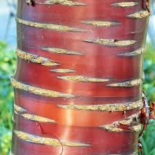 Prunus Serrula Tibetan Cherry Birch Bark Tree Ornamental Cherry Paperbark Cherry Cellophane Bark Cherry Flowering Cherry Tree Prunus Cherry Tree Varieties