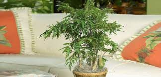 Propagating aralia plants is more successful when temperatures are above 21 ornamental use: Aralia Costa Farms