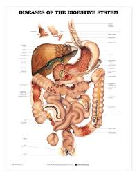 Gastroesophageal Disorders And Digestive Anatomy Chart Gerd