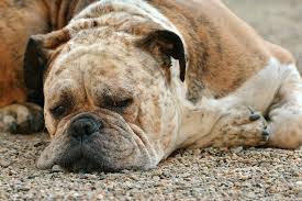 The coat is on the shorter side so grooming is pretty. German Shepherd Bulldog Mix Shop For Your Cause