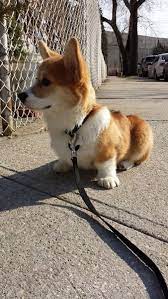 Majestic How To Care For Your Corgi Https Meowlogy Com 2018 12 27 How To Care For Your Corgi Corgis Are Intelligent Dogs And Simple Puppies Corgi Cute Corgi