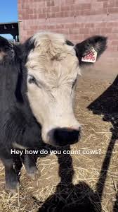 Discover Iw Do Youcount Cows S Popular Videos Tiktok